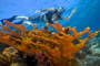 slides/_MG_4352_Edit.jpg Coral Sea Fans Rocks, Elkhorn, Kyle, Underwater _MG_4352_Edit