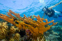 slides/_MG_4354_Edit.jpg Coral Sea Fans Rocks, Elkhorn, Kyle, Underwater _MG_4354_Edit