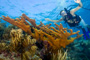 slides/_MG_4355_Edit.jpg Coral Sea Fans Rocks, Elkhorn, Kyle, Underwater _MG_4355_Edit