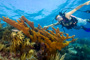 slides/_MG_4356_Edit.jpg Coral Sea Fans Rocks, Elkhorn, Kyle, Underwater _MG_4356_Edit