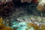 slides/_MG_4357_Edit.jpg Barracuda, Coral Sea Fans Rocks, Underwater _MG_4357_Edit