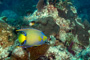 slides/_MG_4385_Edit.jpg Angelfish, Coral Sea Fans Rocks, Queen Angel, Underwater _MG_4385_Edit