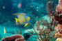 slides/_MG_4391_Edit.jpg Angelfish, Coral Sea Fans Rocks, Queen Angel, Underwater _MG_4391_Edit