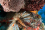 slides/_MG_4405_Edit.jpg Coral Sea Fans Rocks, Lionfish, Underwater _MG_4405_Edit