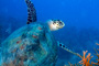 slides/_MG_4410_Edit.jpg Coral Sea Fans Rocks, Turtle, Underwater _MG_4410_Edit