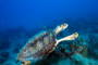 slides/_MG_4411_Edit.jpg Coral Sea Fans Rocks, Turtle, Underwater _MG_4411_Edit