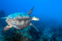 slides/_MG_4412_Edit.jpg Coral Sea Fans Rocks, Turtle, Underwater _MG_4412_Edit