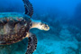 slides/_MG_4413_Edit.jpg Coral Sea Fans Rocks, Turtle, Underwater _MG_4413_Edit