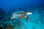 slides/_MG_4414_Edit.jpg Coral Sea Fans Rocks, Turtle, Underwater _MG_4414_Edit