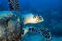 slides/_MG_4416_Edit.jpg Coral Sea Fans Rocks, Turtle, Underwater _MG_4416_Edit