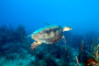 slides/_MG_4417_Edit.jpg Coral Sea Fans Rocks, Turtle, Underwater _MG_4417_Edit