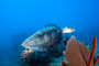 slides/_MG_4418_Edit.jpg Coral Sea Fans Rocks, Turtle, Underwater _MG_4418_Edit