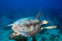 slides/_MG_4419_Edit.jpg Coral Sea Fans Rocks, Turtle, Underwater _MG_4419_Edit