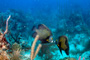 slides/_MG_4422_Edit.jpg Angelfish, Coral Sea Fans Rocks, French Angel, Underwater _MG_4422_Edit