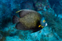 slides/_MG_4424_Edit.jpg Angelfish, Coral Sea Fans Rocks, French Angel, Underwater _MG_4424_Edit