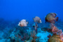 slides/_MG_4427_Edit.jpg Coral Sea Fans Rocks, Underwater, grey Angel _MG_4427_Edit