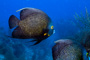 slides/_MG_4429_Edit.jpg Angelfish, Coral Sea Fans Rocks, French Angel, Underwater _MG_4429_Edit