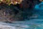 slides/_MG_4438_Edit.jpg Coral Sea Fans Rocks, Grouper, Underwater _MG_4438_Edit