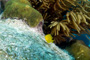 slides/_MG_4451_Edit.jpg Blue Tang Juvenile, Coral Sea Fans Rocks, Underwater _MG_4451_Edit