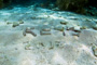 slides/_MG_4464_Edit.jpg Coral Sea Fans Rocks, Underwater _MG_4464_Edit