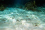 slides/_MG_4471_Edit.jpg Coral Sea Fans Rocks, Underwater _MG_4471_Edit