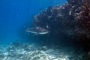 slides/_MG_4487_Edit.jpg Coral Sea Fans Rocks, Shark, Underwater _MG_4487_Edit