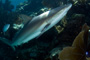 slides/_MG_4488_Edit.jpg Coral Sea Fans Rocks, Shark, Underwater _MG_4488_Edit