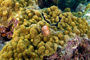 slides/_MG_4490_Edit.jpg Christmas Tree Worm, Coral Sea Fans Rocks, Underwater _MG_4490_Edit