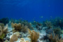 slides/_MG_4493_Edit.jpg Coral Sea Fans Rocks, Underwater _MG_4493_Edit