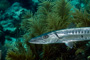 slides/_MG_4496_Edit.jpg Barracuda, Coral Sea Fans Rocks, Underwater _MG_4496_Edit