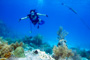 slides/_MG_4505_Edit.jpg Coral Sea Fans Rocks, Karissa, Underwater _MG_4505_Edit