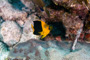 slides/_MG_4506_Edit.jpg Coral Sea Fans Rocks, Rock Beauty, Underwater _MG_4506_Edit