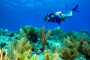 slides/_MG_4513_Edit.jpg Coral Sea Fans Rocks, Karissa, Underwater _MG_4513_Edit