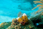 slides/_MG_4525_Edit.jpg Christmas Tree Worm, Coral Sea Fans Rocks, Underwater _MG_4525_Edit