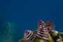 slides/_MG_4526.jpg Christmas Tree Worm, Coral Sea Fans Rocks, Underwater _MG_4526