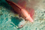 slides/_MG_4578_Edit.jpg Coral Sea Fans Rocks, Underwater, hogfish _MG_4578_Edit