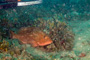 slides/_MG_4590_Edit.jpg Coral Sea Fans Rocks, Grouper, Underwater _MG_4590_Edit