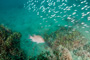 slides/_MG_4602_Edit.jpg Coral Sea Fans Rocks, Underwater, hogfish _MG_4602_Edit