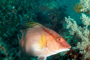 slides/_MG_4608_Edit.jpg Coral Sea Fans Rocks, Underwater, hogfish _MG_4608_Edit