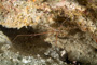 slides/_MG_4622_Edit.jpg Arrow Crab, Coral Sea Fans Rocks, Underwater _MG_4622_Edit