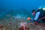 slides/_MG_4659_Edit.jpg Catch, Coral Sea Fans Rocks, David, Underwater _MG_4659_Edit