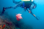 slides/_MG_4666_Edit.jpg Catch, Coral Sea Fans Rocks, David, Underwater _MG_4666_Edit