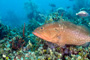 slides/_MG_4684_Edit.jpg Coral Sea Fans Rocks, Grouper, Underwater _MG_4684_Edit