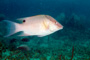 slides/_MG_4692_Edit.jpg Coral Sea Fans Rocks, Underwater, hogfish _MG_4692_Edit