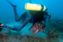 slides/_MG_4694_Edit.jpg Catch, Coral Sea Fans Rocks, David, Underwater _MG_4694_Edit