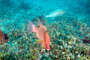 slides/_MG_4696_Edit.jpg Coral Sea Fans Rocks, Underwater, hogfish _MG_4696_Edit