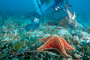 slides/_MG_4704_Edit.jpg Coral Sea Fans Rocks, Starfish, Underwater _MG_4704_Edit