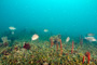 slides/_MG_4705_Edit.jpg Coral Sea Fans Rocks, Underwater, hogfish _MG_4705_Edit