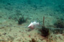 slides/_MG_4718_Edit.jpg Catch, Coral Sea Fans Rocks, Underwater, hogfish _MG_4718_Edit