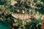 slides/_MG_4728_Edit.jpg Coral Sea Fans Rocks, Sand Diver, Underwater _MG_4728_Edit